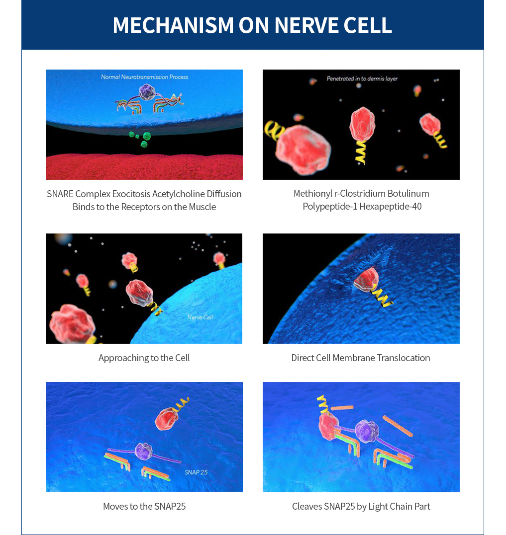 MECHANISM ON NERVE CELL